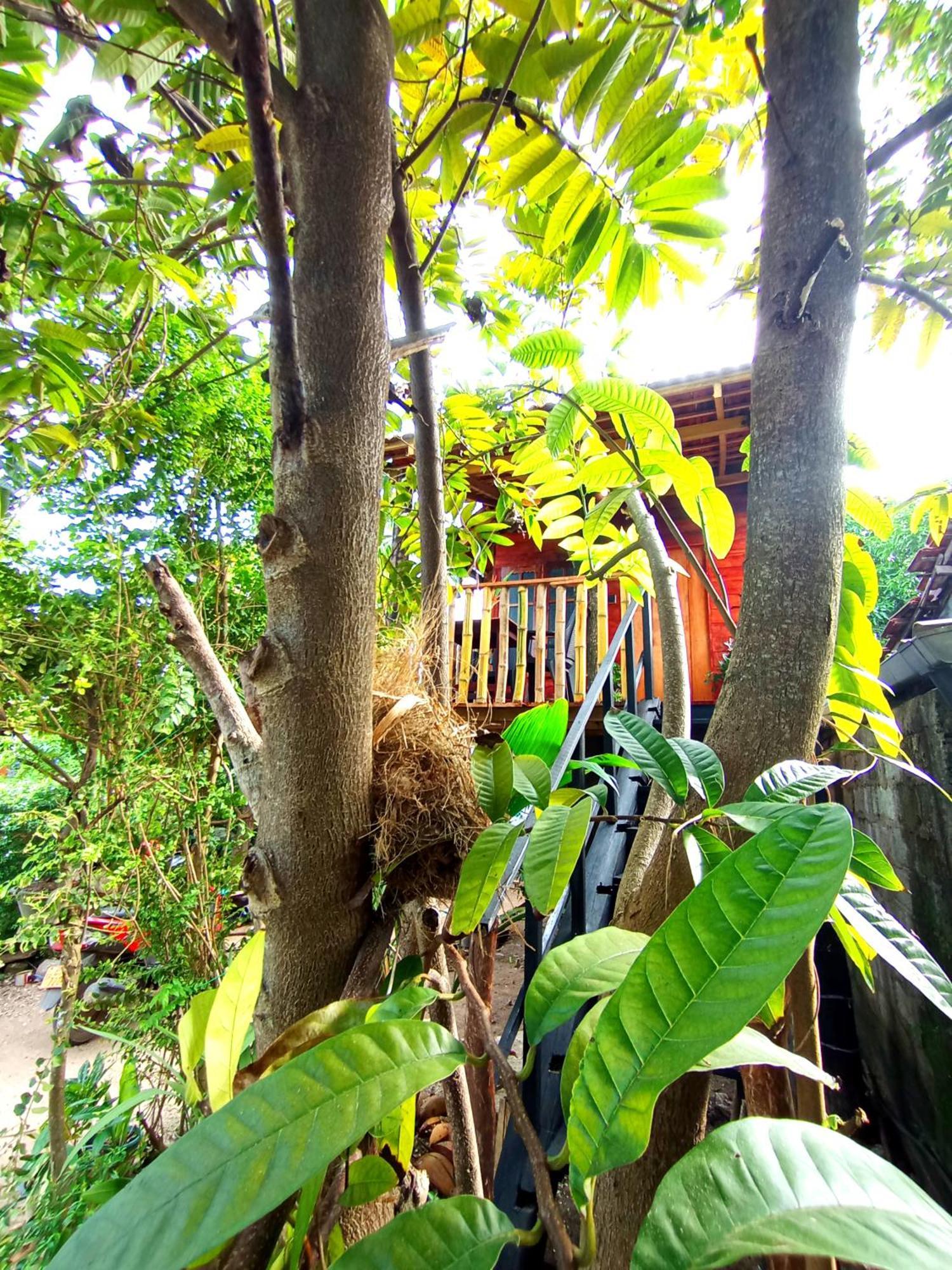 Villa Parrot Tree House Mirissa Exterior foto