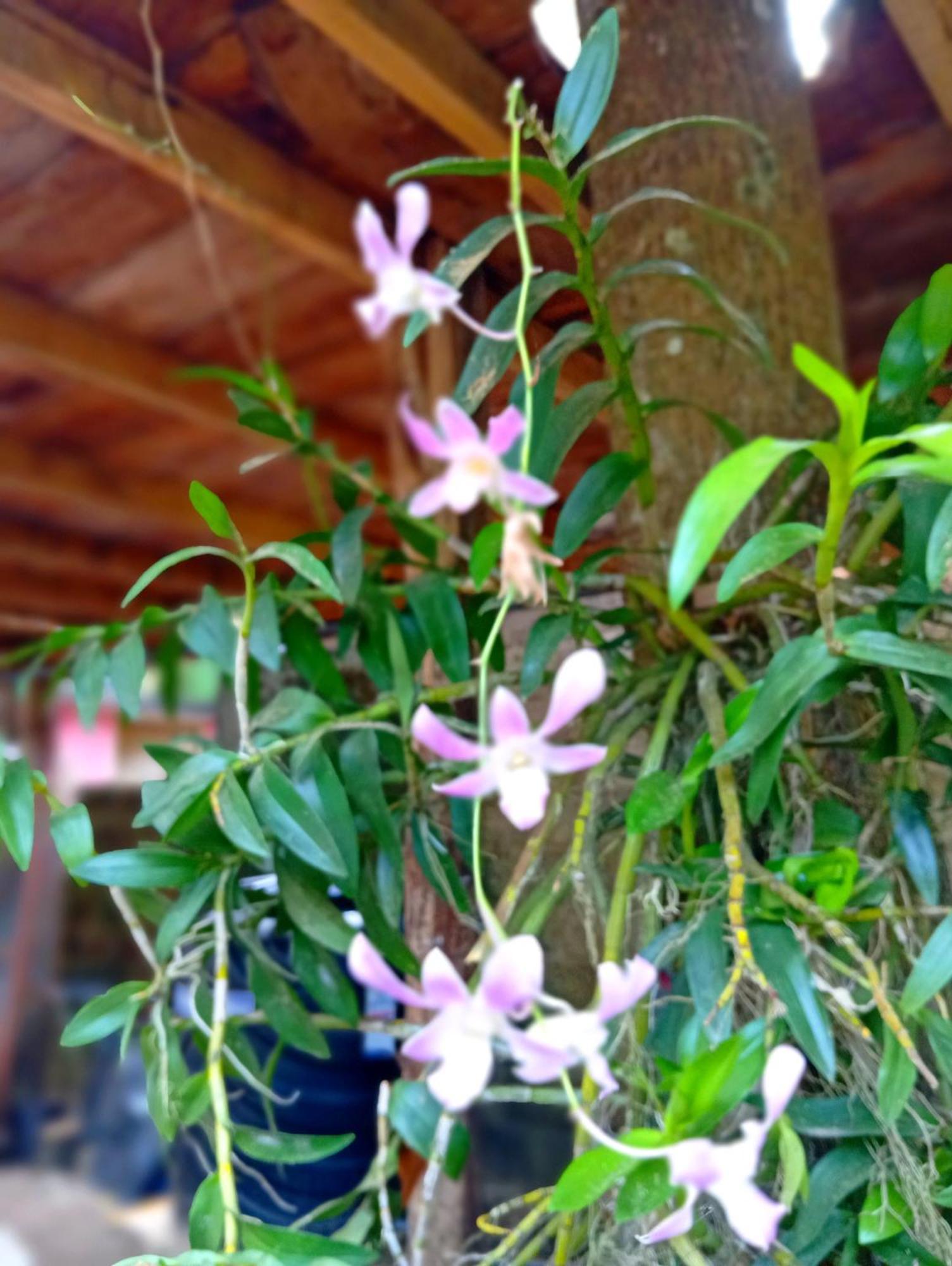 Villa Parrot Tree House Mirissa Exterior foto